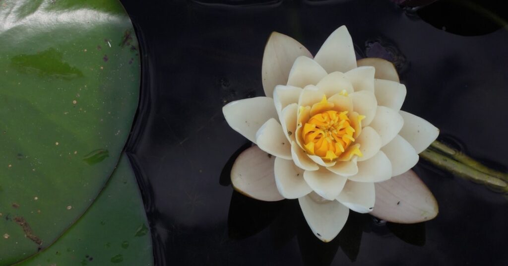 White flower floating over water
