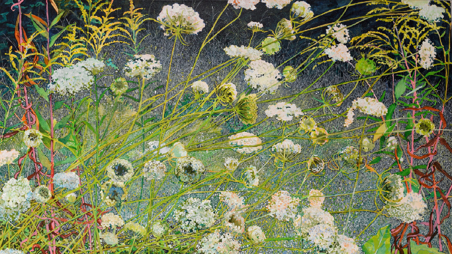 Artwork by Elizabeth Bradford, Queen Anne's Lace